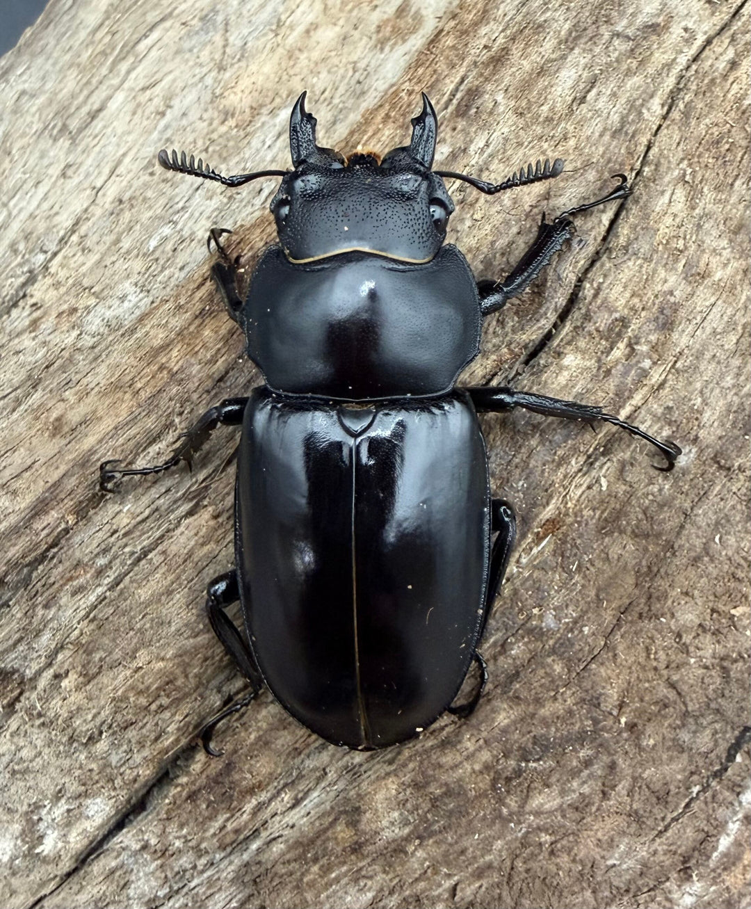 《フォルスターフタマタ亜種キヨタミ 42mm ♀単》②