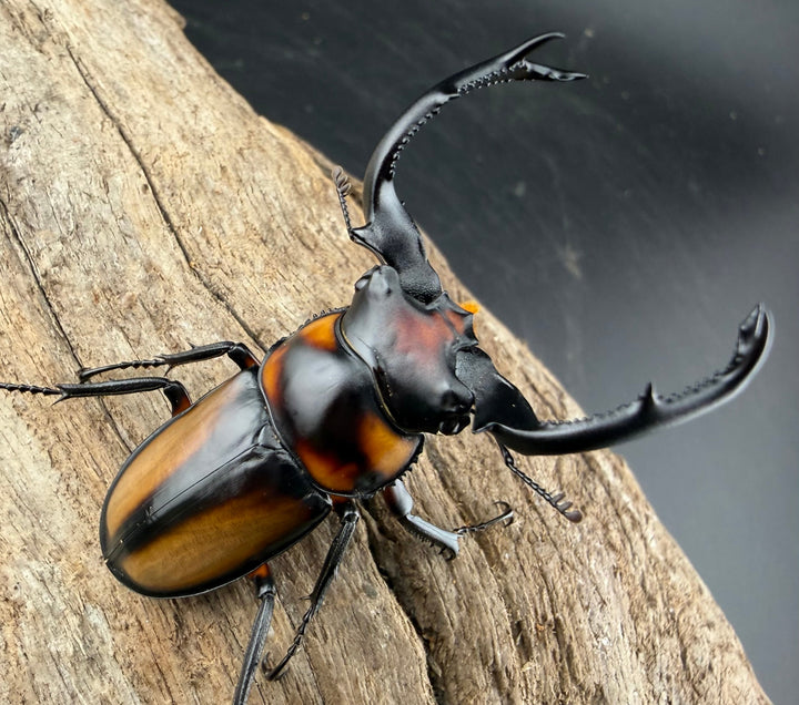 《スペキオススシカクワガタ 54mm ペア》