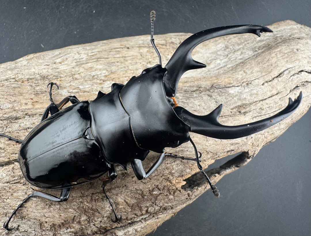 【WD】《インターメディアツヤクワガタ ネグロス島産 95.5mm ペア》