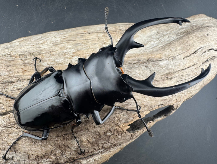 【WD】《インターメディアツヤクワガタ ネグロス島産 95.5mm ペア》