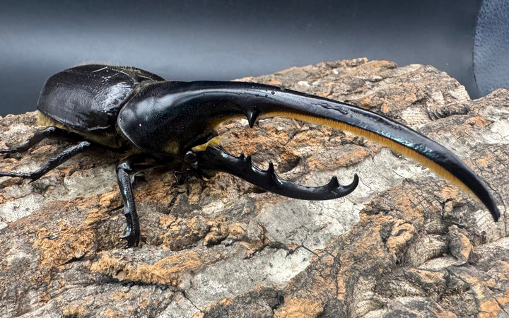 《ヘラクレス・ヘラクレス 144mm ペア》