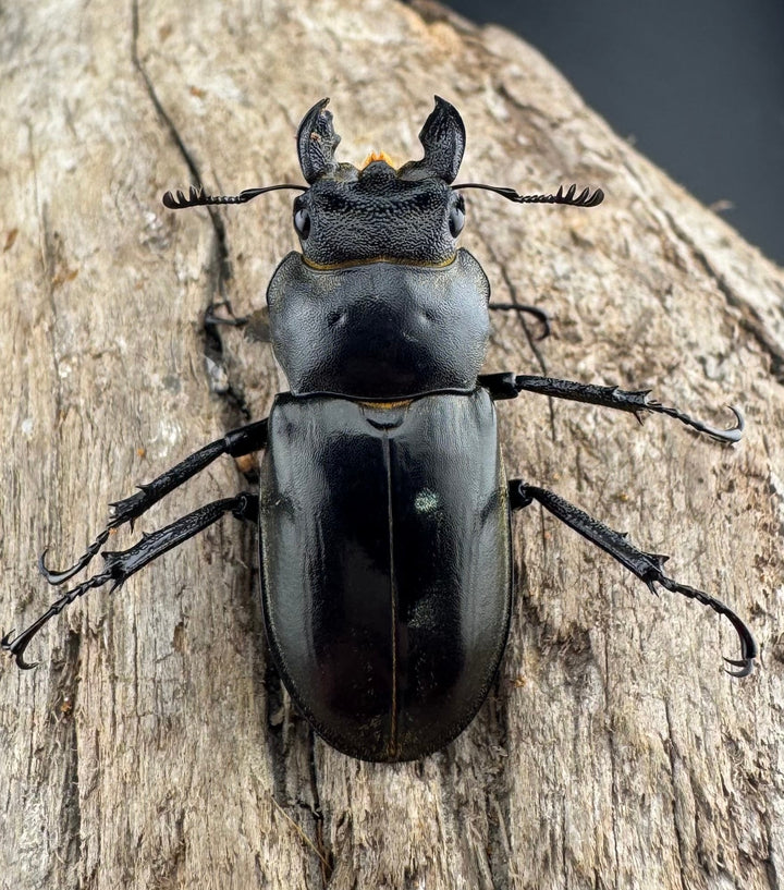 【WD】《クラーツミヤマ ベトナム亜種 63mm ペア》