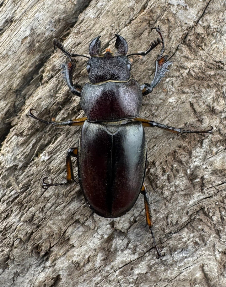 【WD】大型《ウーイーミヤマクワガタ 42mm♂♀♀トリオ》