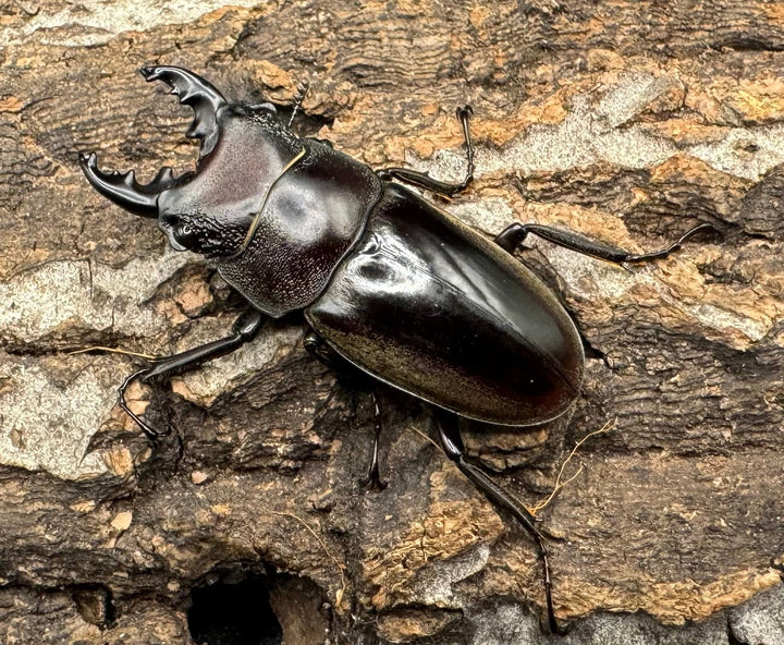 【WD】《ルマウィノコギリ  43mm A'品ペア》