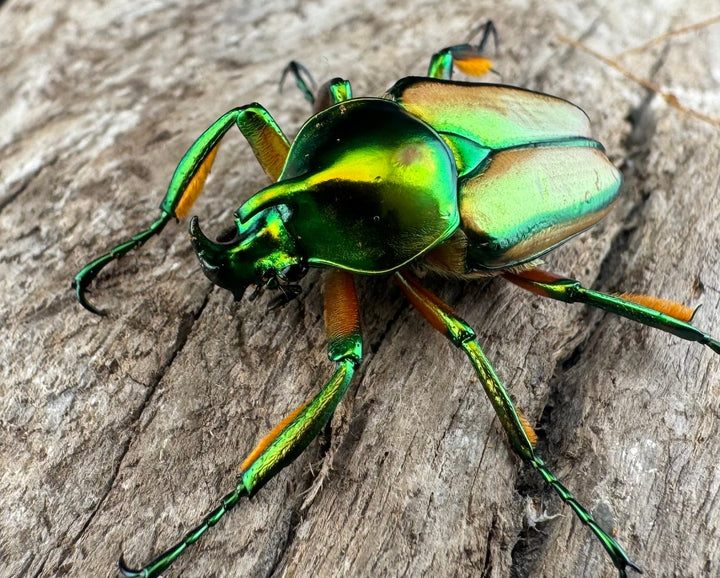 【WD】《セブヒメカブトハナムグリ亜種kachikun ペア》