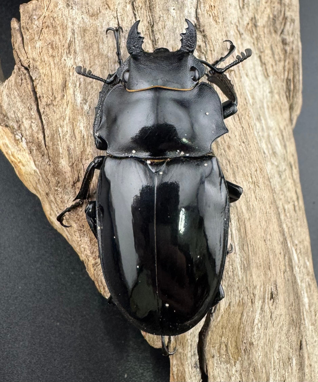 【WD】《インターメディアツヤクワガタ ネグロス島産 96mm ペア》