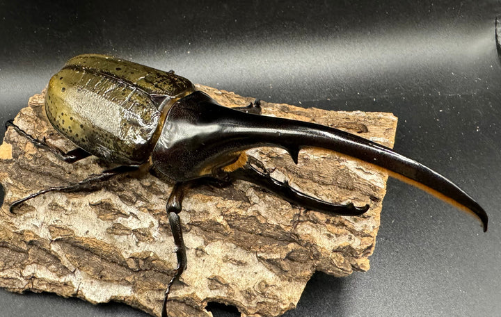 《ヘラクレス・ヘラクレス 153mm ペア》