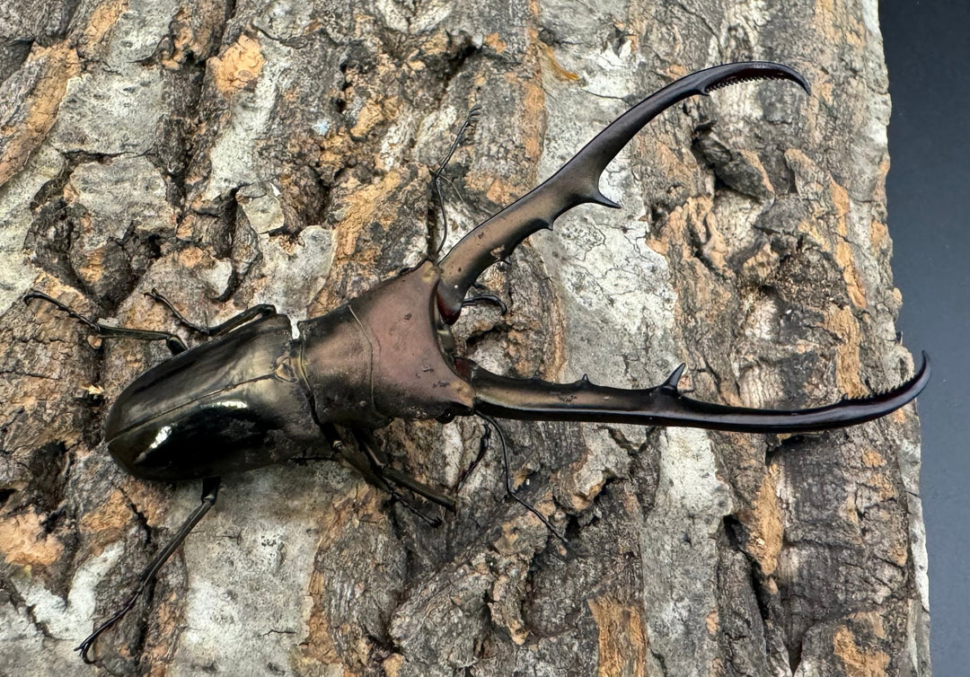 【WD】《メタリフェルホソアカ 85mm ペア》