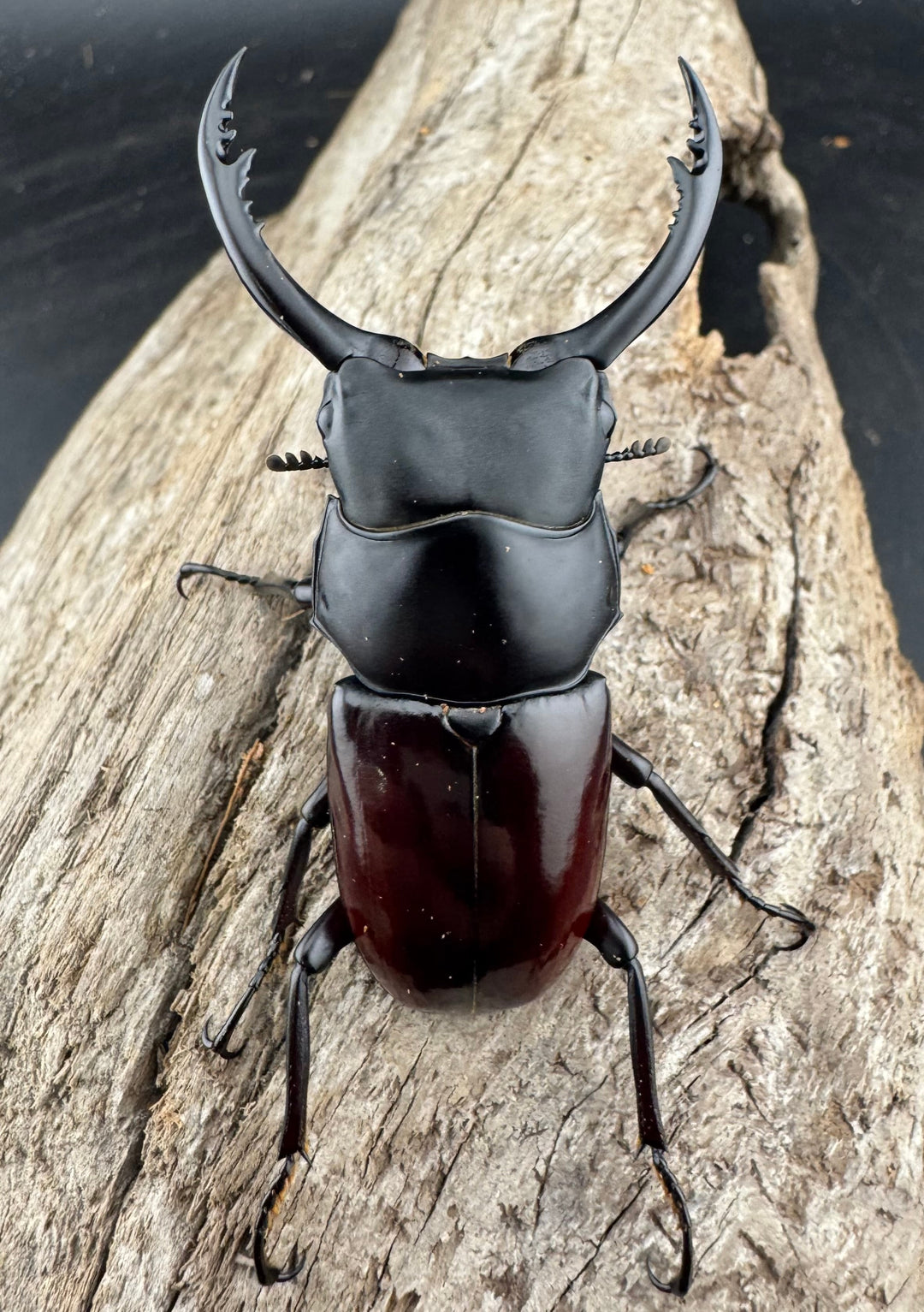 【WD】《アローコクワ原名亜種 臨滄市産 53mm ペア》