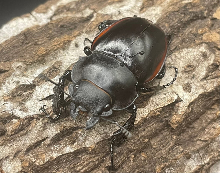 【WD】《クベラツヤクワガタ亜種sinensis ♀単 B品》