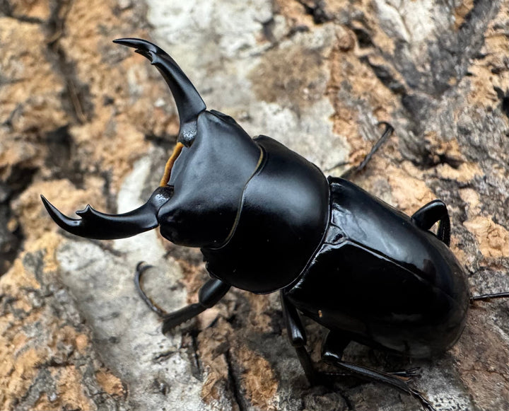 【WD】《セメノウコクワ 雅安産 36mm A'品ペア》