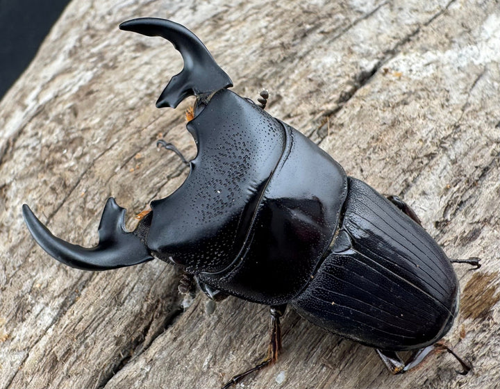 【WD】《プンクティペンニスネブト 40.5mm ペア》