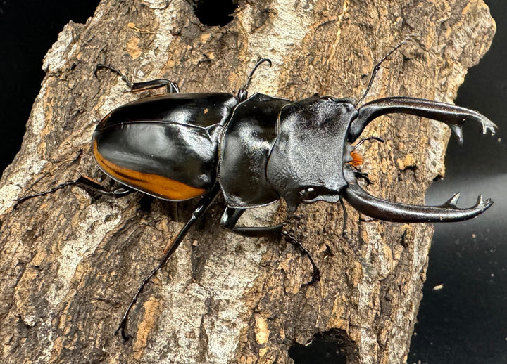 【WD】《スティーブンスツヤ亜種mamaesaensis 71mm ペア》