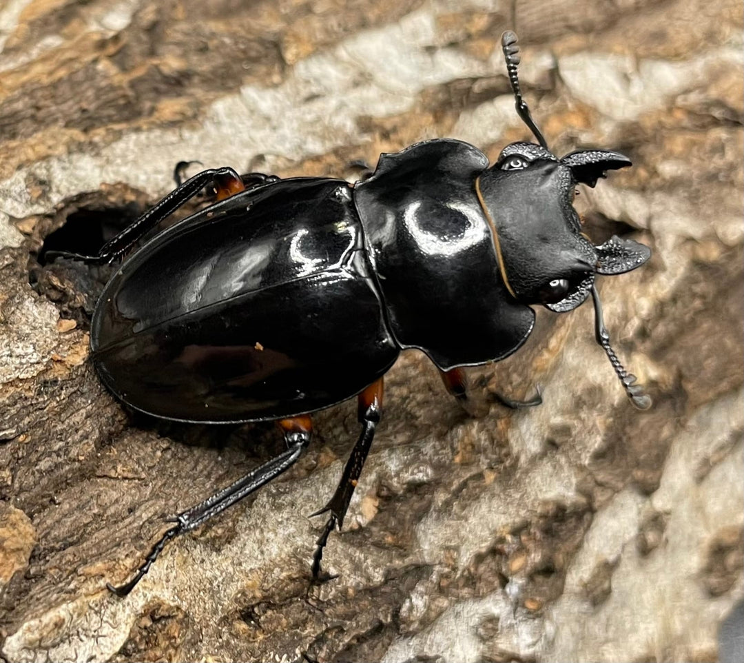 【WD】大型大歯《インペリアリスツヤクワガタ 66mm A’品ペア》