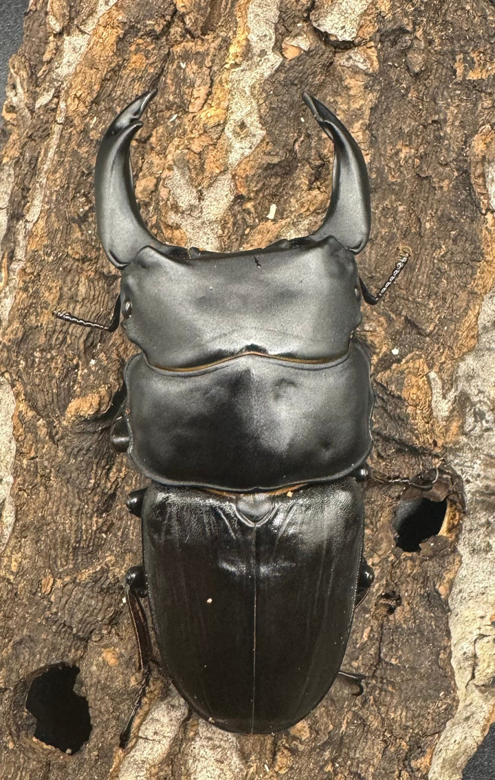 《オオクワガタ 川西血統 78mm ペア》ヒート氏ブリード個体