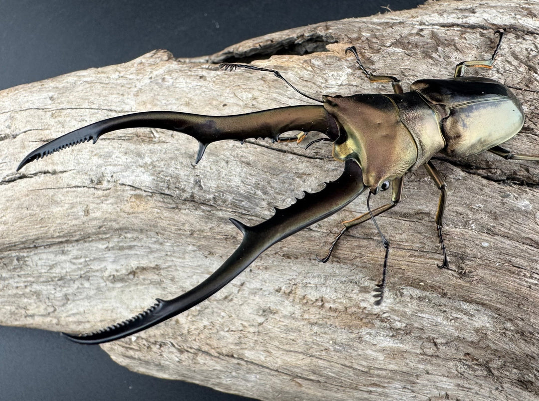 【WD】《メタリフェルホソアカ亜種finae 84.5mm ペア》