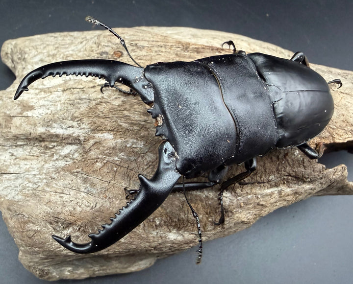 【WD】《パラワンオオヒラタ マンタリンガハン産 97mm ペア》