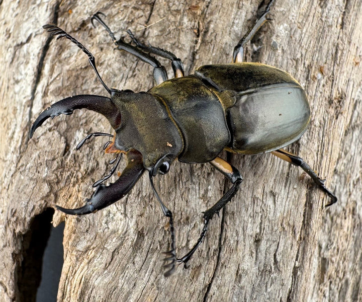 【WD】《カンターミヤマ亜種colasi 雲南省産 43mm B品ペア》