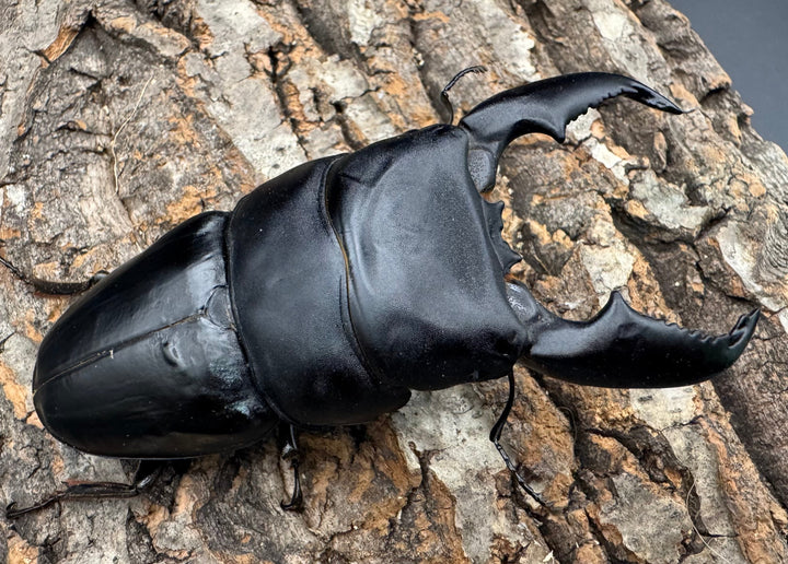 《スマトラオオヒラタ アチェ産 100mm ペア》