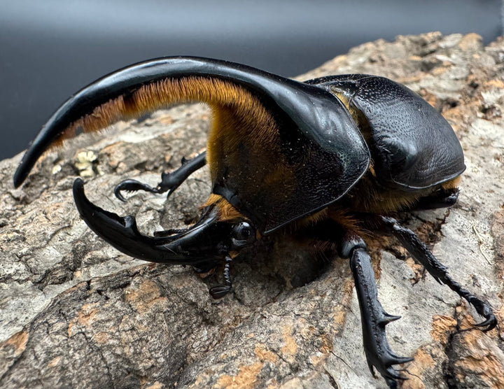 即ブリ《サタンオオカブト 87mm ペア》