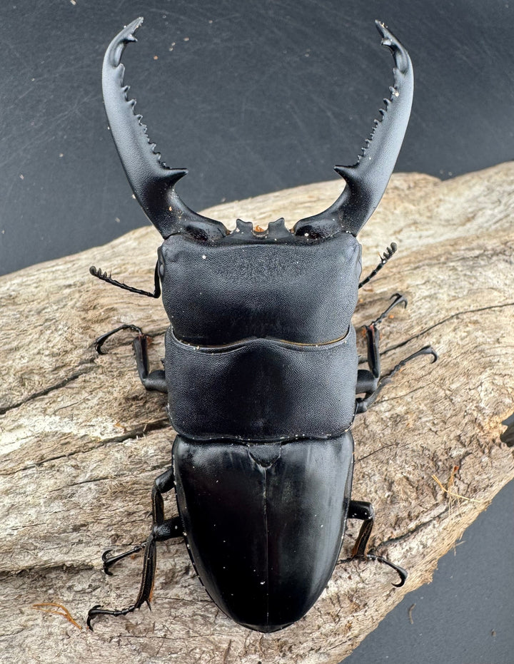 【WD】《パラワンオオヒラタ 98mm ペア》