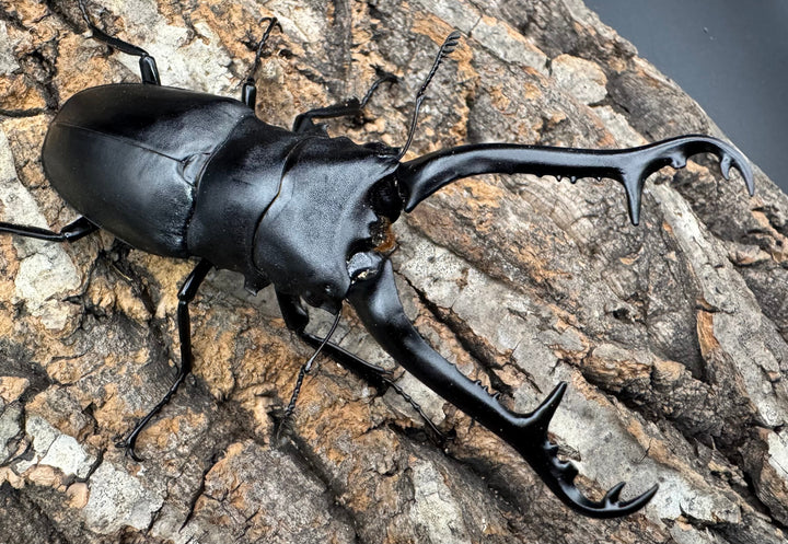 《ギラファノコギリ亜種ケイスケ 101mm ペア》