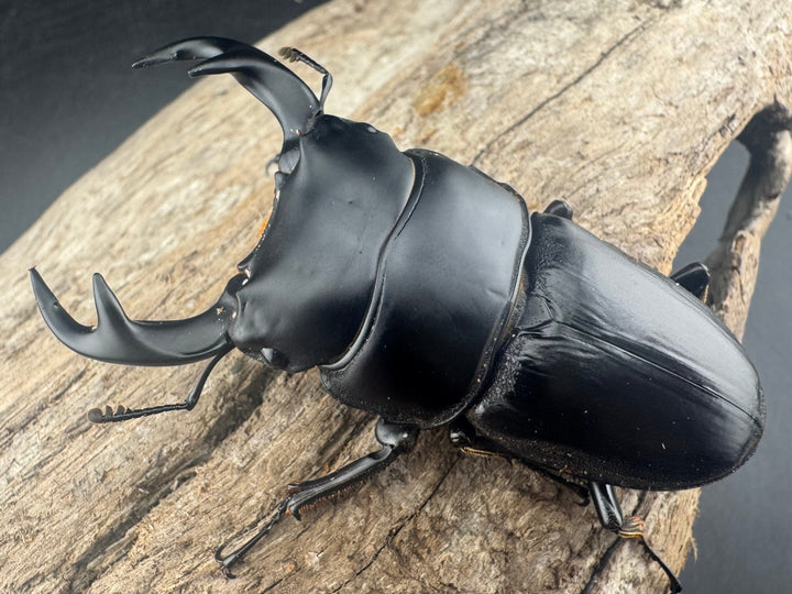 【WD】《クルビデンスオオクワ原名亜種 65mm ペア》