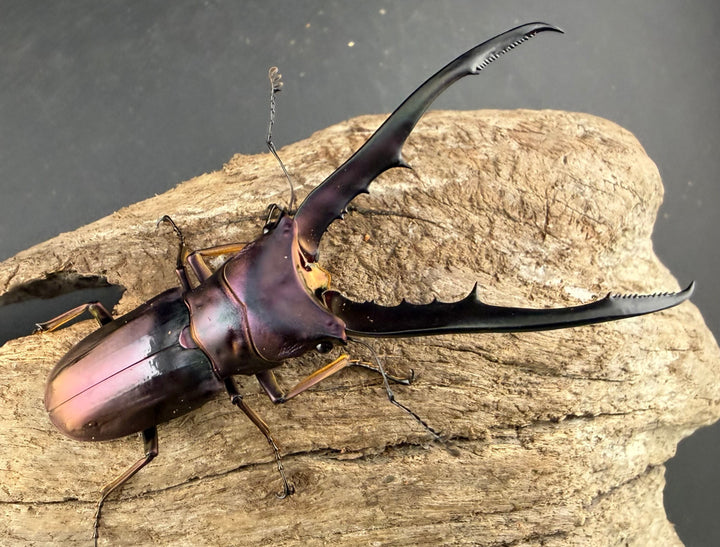 《メタリフェルホソアカ亜種finae 74.5mm ペア》