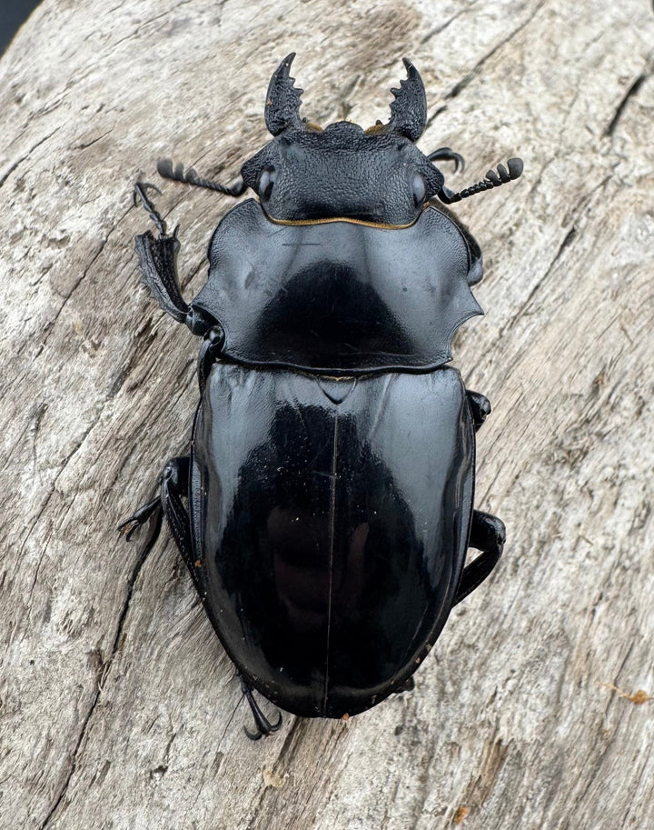 【WD】《インターメディアツヤクワガタ パラワン産 93mm ペア》