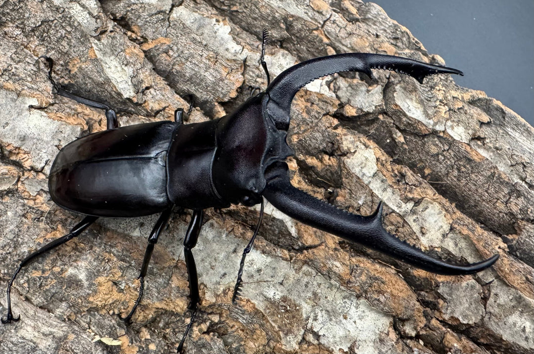 【WD】《マンディブラリスフタマタ 91mm A'品ペア》