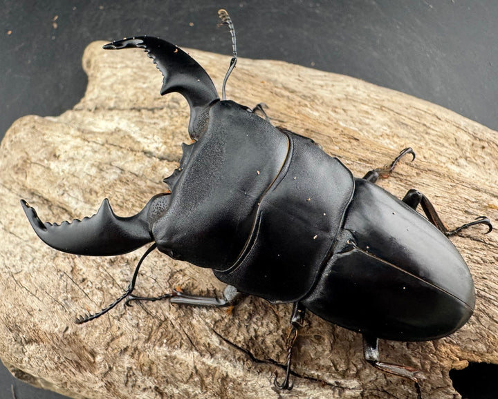 【WD】《スマトラオオヒラタ アチェ産 81mm ペア》