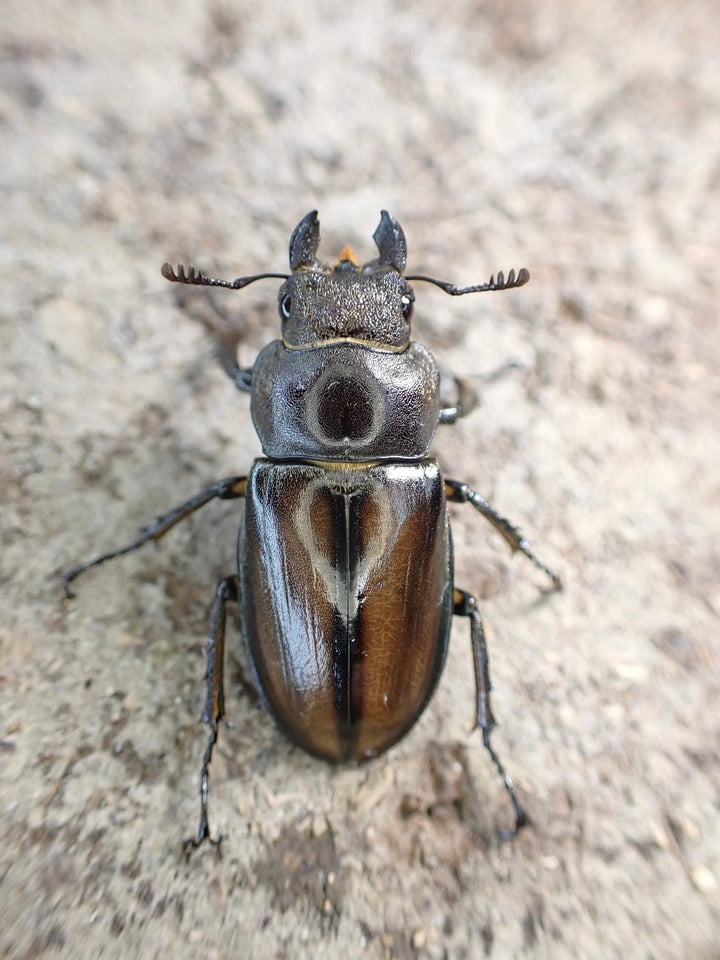 【WD】《デラバイミヤマ ♀単》