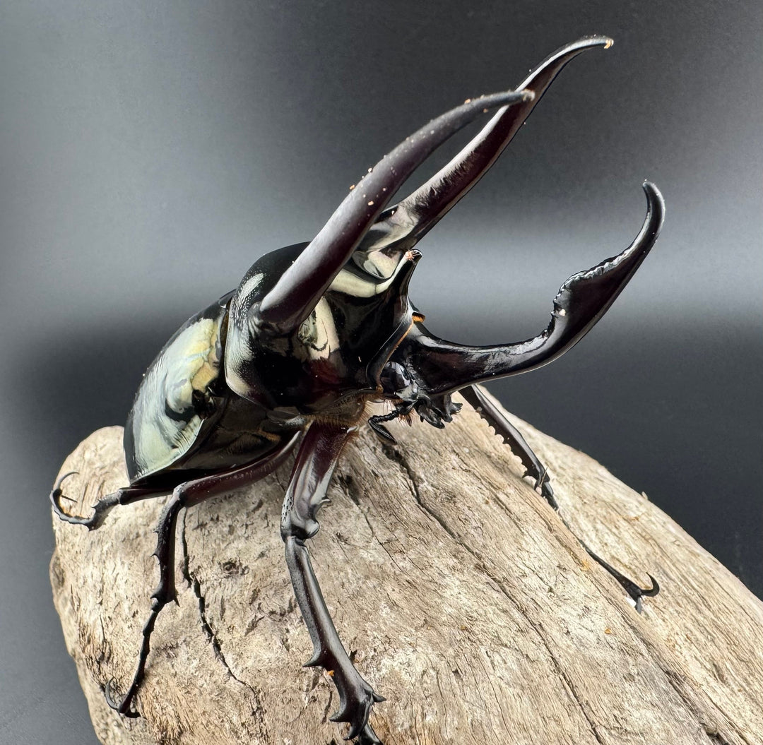 【WD】《ミンダナオアトラスオオカブト キダパワン産 94.5mm ペア》