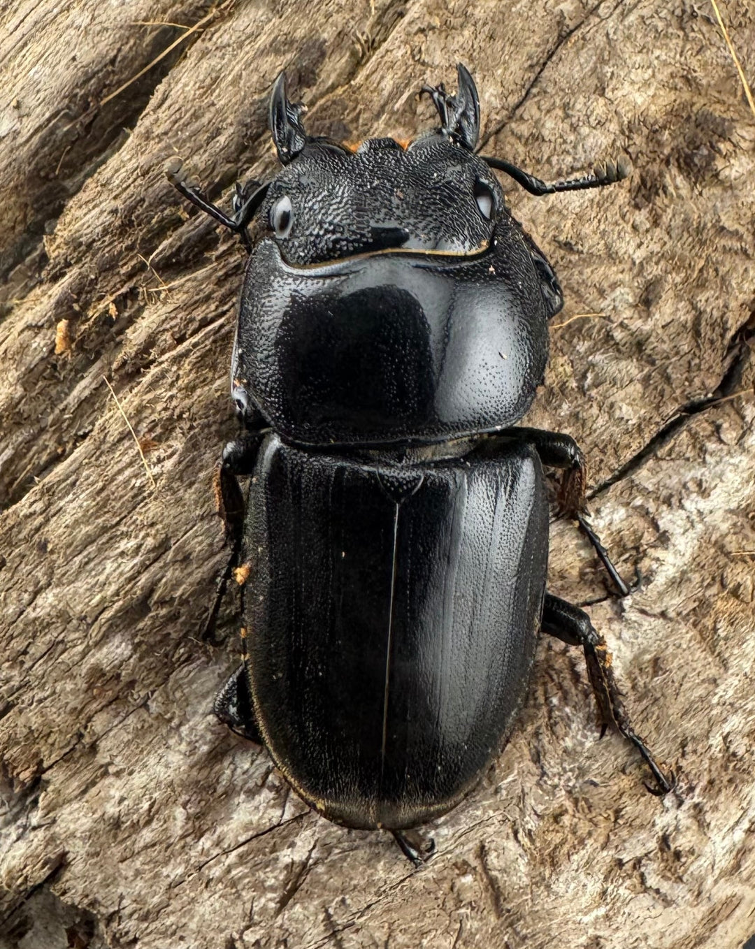 【WD】《スマトラオオヒラタ アチェ産 72mm ペア》