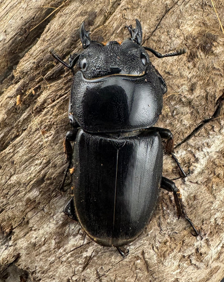 【WD】《スマトラオオヒラタ アチェ産 72mm ペア》