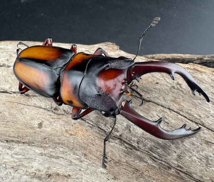 《ミラビリスノコギリクワガタ 64.5mm ♂単》