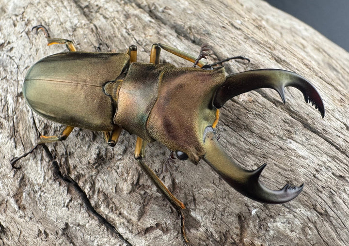 【WF1】《トゥルンカートスホソアカ 50mm ♂単》