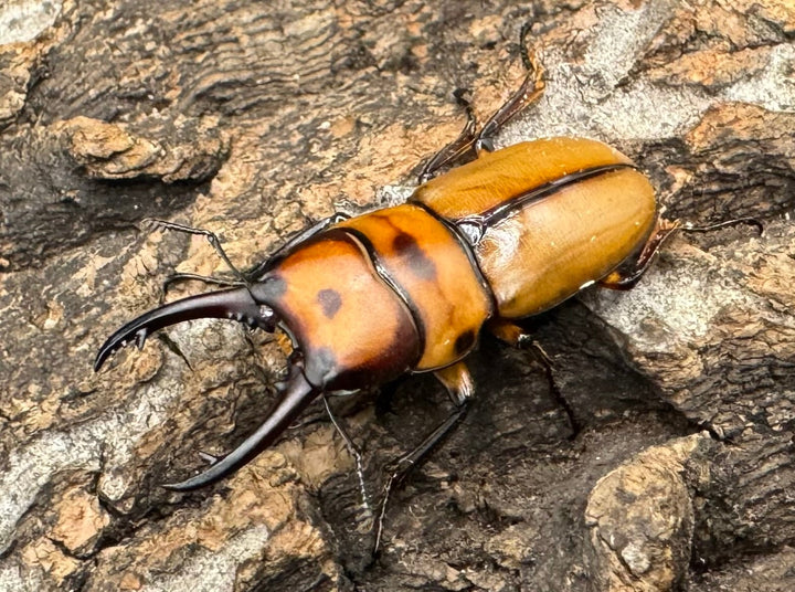 《ブルイジンノコギリ亜種ボーマンス ♂♀♀トリオ》