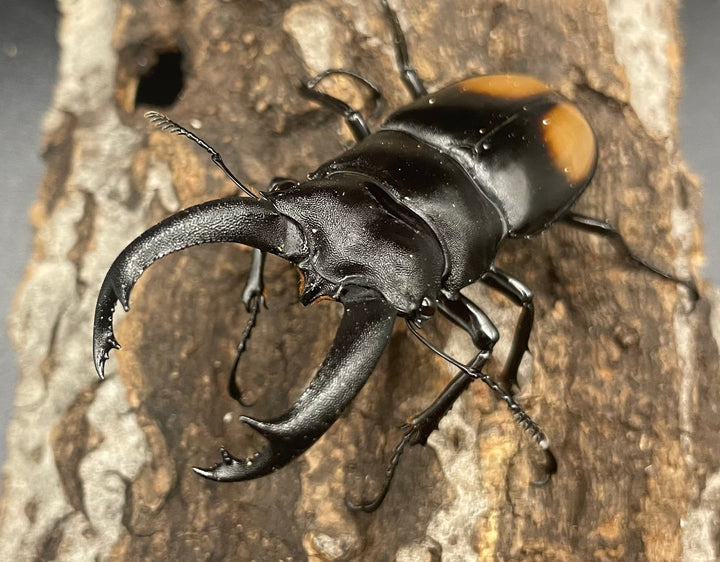 【WD】《パリーフタマタ亜種ディロレイ 65mm ペア》