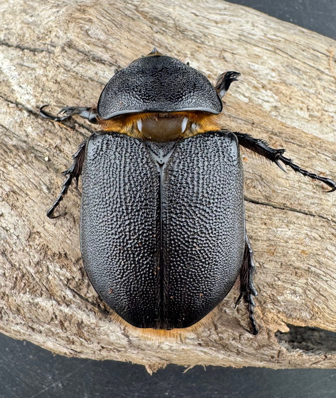 《サタンオオカブト 90mm ペア》inohiro109氏ブリード個体