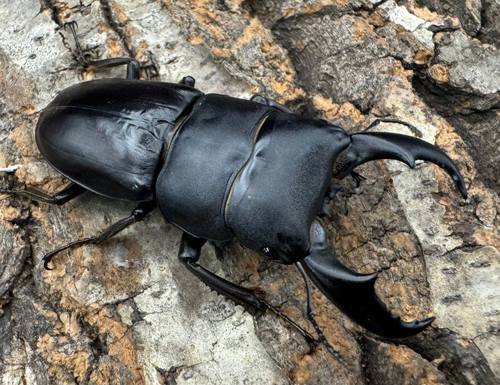 【WF3】《サキシマヒラタクワガタ 61mm ペア》