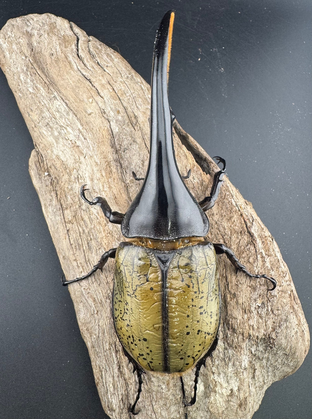 《ヘラクレス・ヘラクレス 147mm ペア》