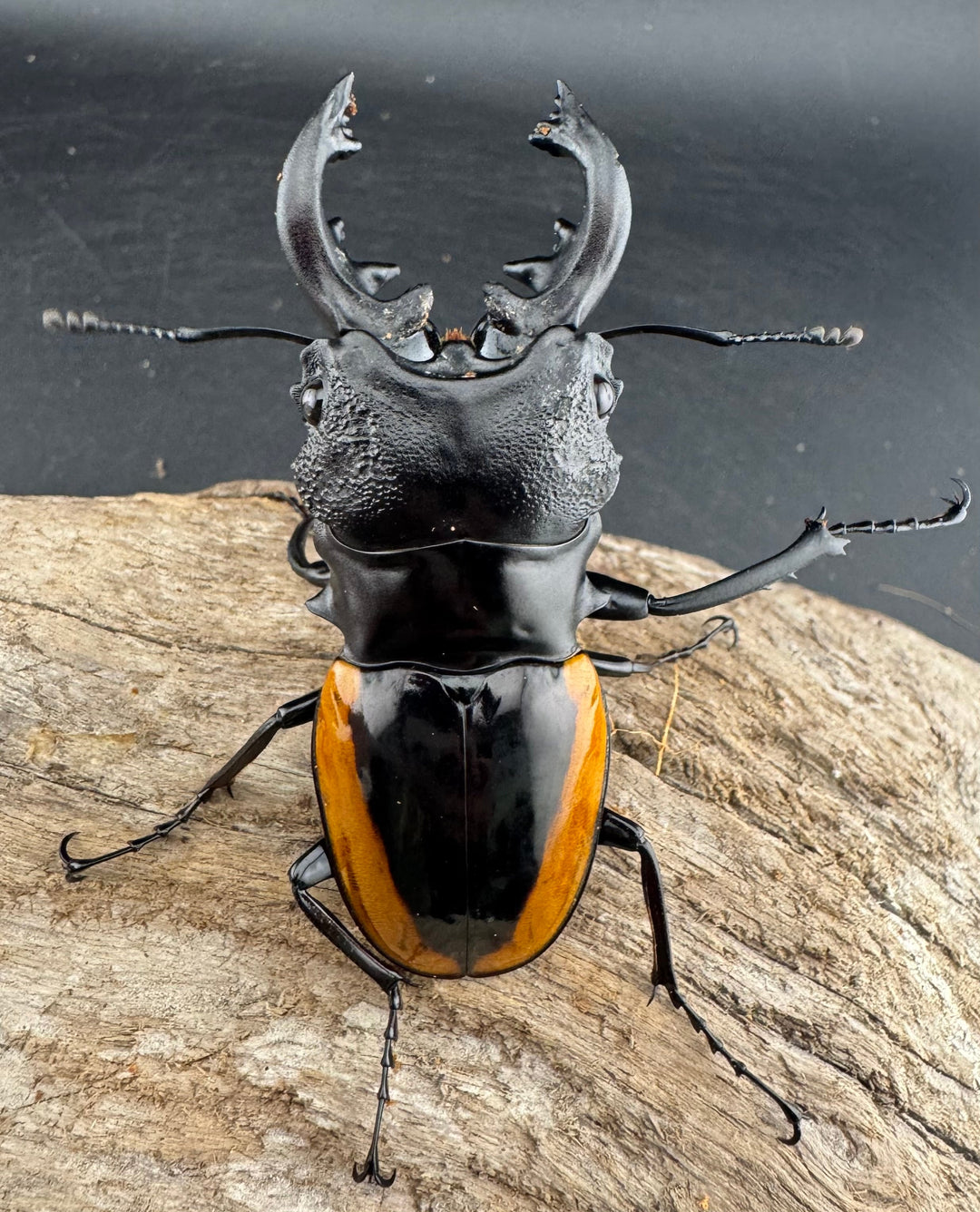 【WD】《ワラストンツヤクワガタ 69.5mm ペア》