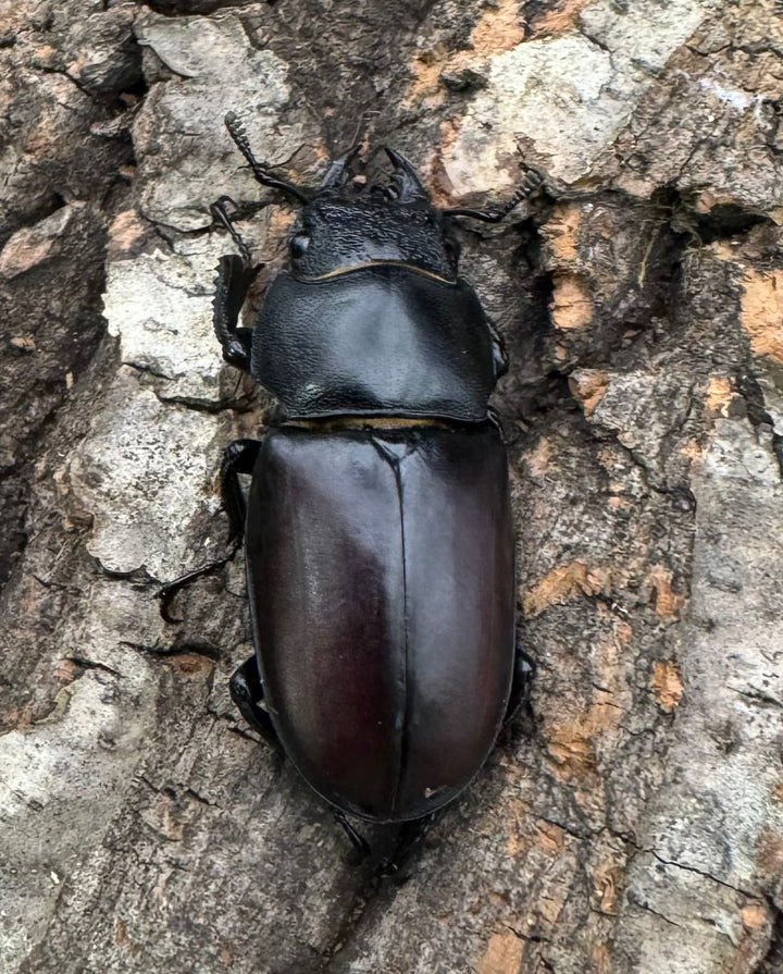 即ブリ《ダビソンフタマタ 77mm ♂♀♀♀♀セット》