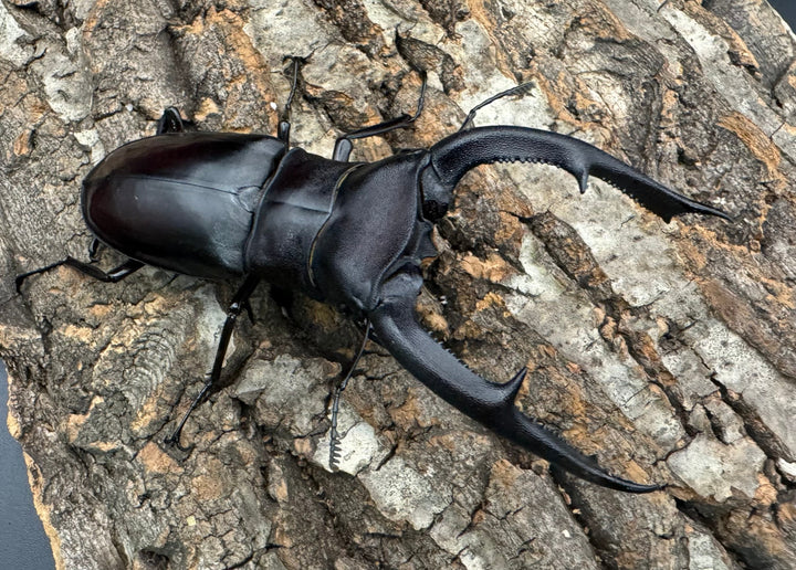 【WD】《マンディブラリスフタマタ 103mm ペア》