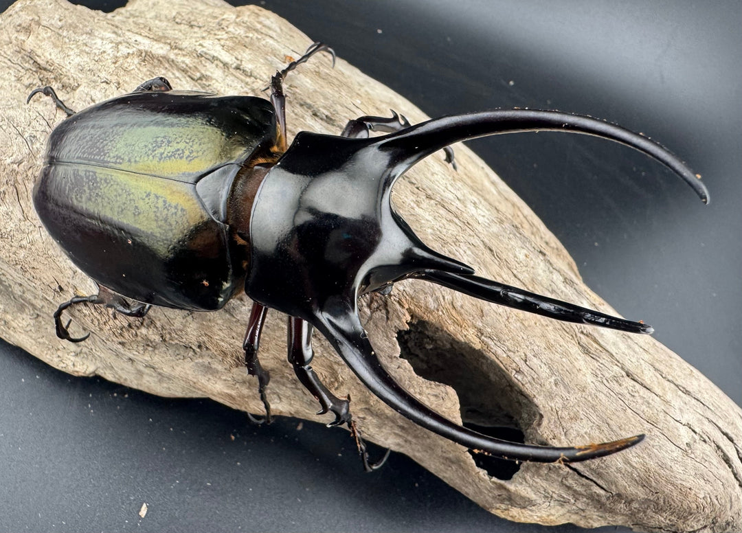 【WD】美形《ジャワコーカサスオオカブト 107mm ペア》