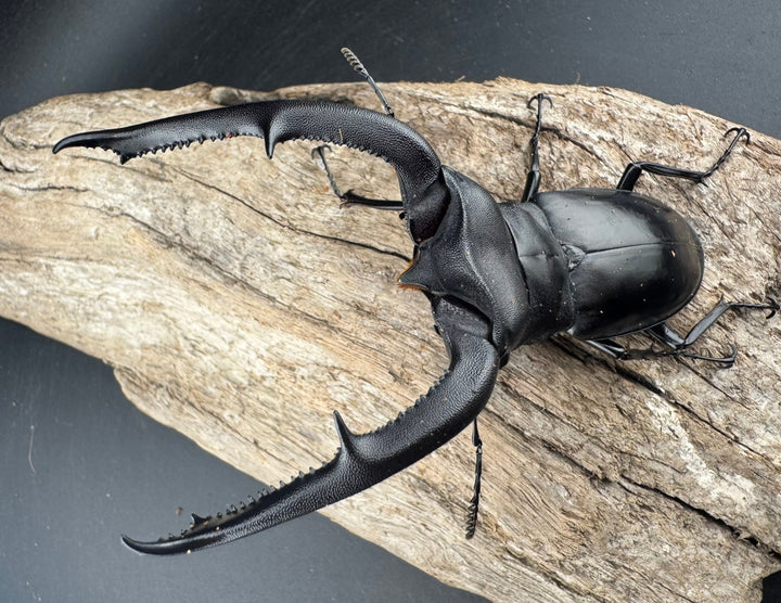 【WD】《マンディブラリスフタマタ 101mm ペア》