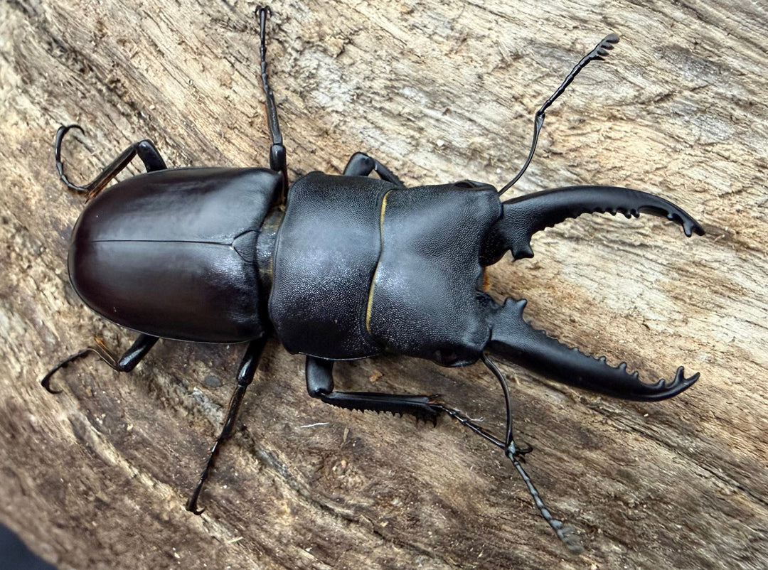 【WD】《トンキンノコギリヒラタクワガタ ベトナム産 48mm ペア》