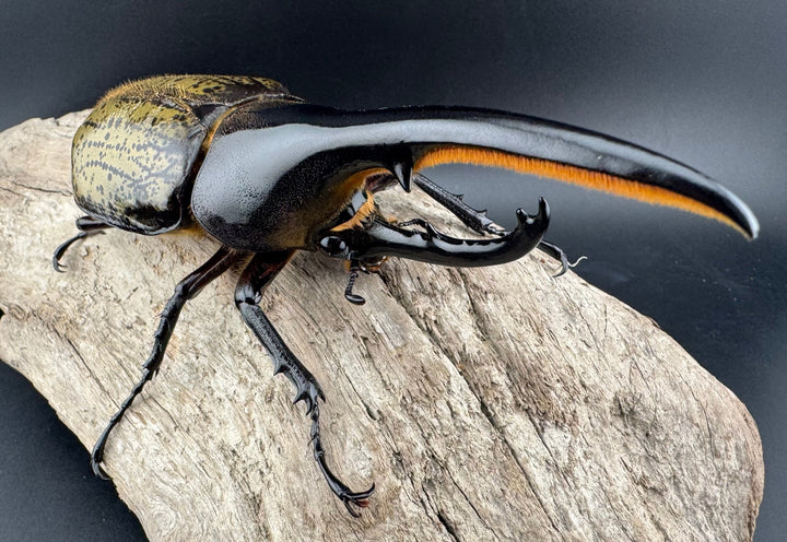 《ヘラクレス・ヘラクレス 131mm ペア》