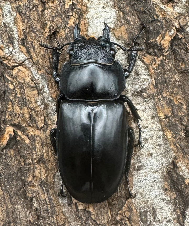 【WD】《セアカフタマタ（パリーフタマタ） 80.5mm ペア》